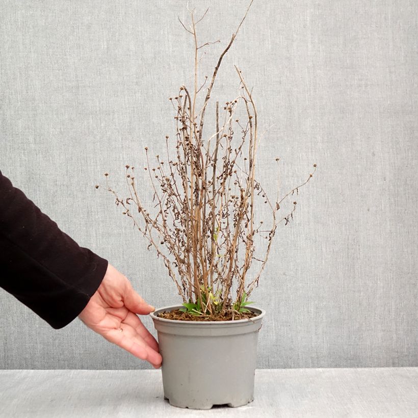 Esemplare di Kalimeris incisa Charlotte - Aster giapponese Vaso da 2L/3L come consegnato in autunno