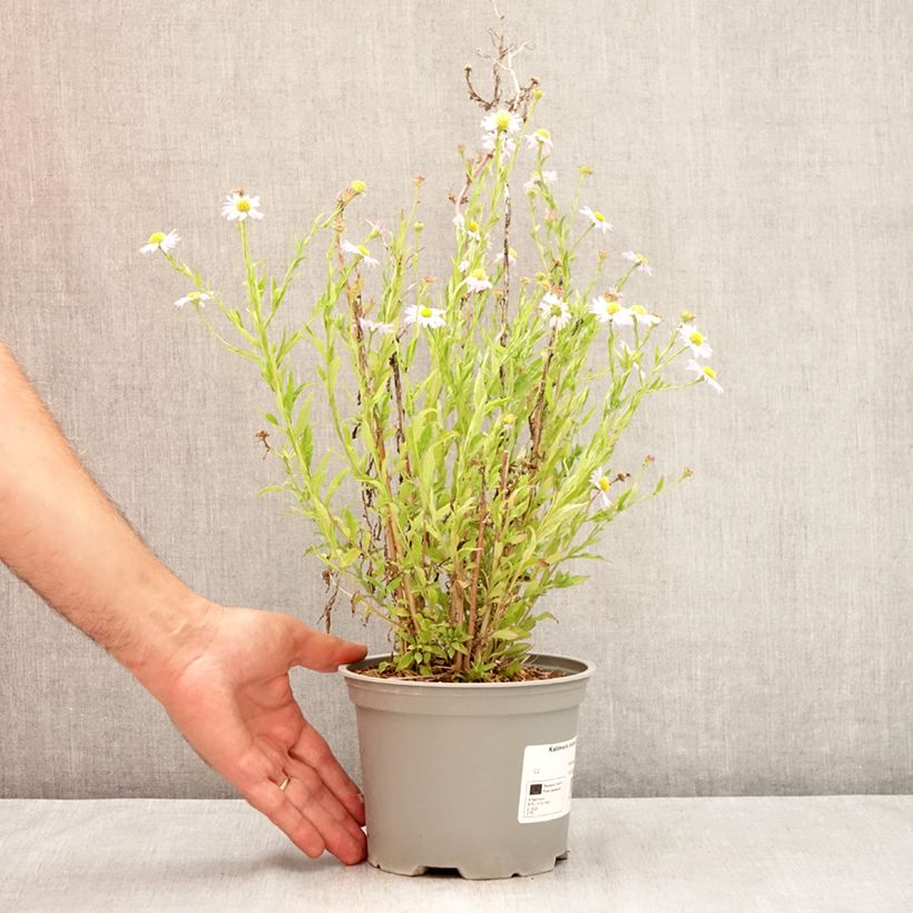 Esemplare di Kalimeris incisa Charlotte - Aster giapponese Vaso da 2L/3L consegnato in estate
