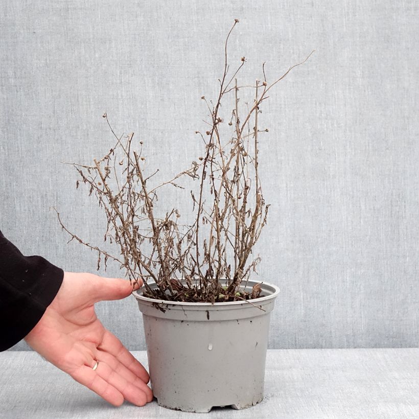 Kalimeris incisa Charlotte - Aster giapponese Vaso da 2L/3L esemplare consegnato in inverno