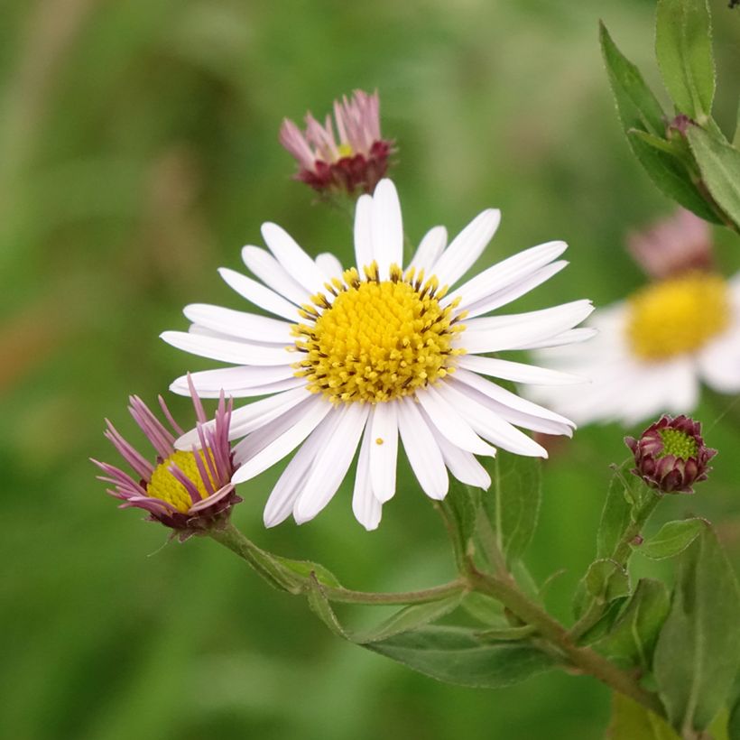 Kalimeris incisa Madiva - Aster giapponese (Fioritura)