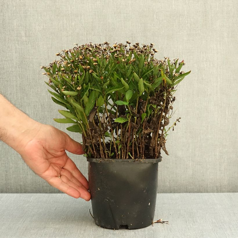 Esemplare di Kalimeris incisa Nana Blue - Aster giapponese Vaso da 2L/3L come consegnato in autunno