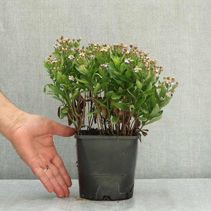 Esemplare di Kalimeris incisa Nana Blue - Aster giapponese Vaso da 2L/3L consegnato in estate