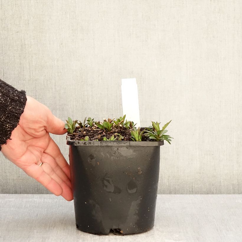 Kalimeris incisa Nana Blue - Aster giapponese Vaso da 2L/3L esemplare consegnato in inverno