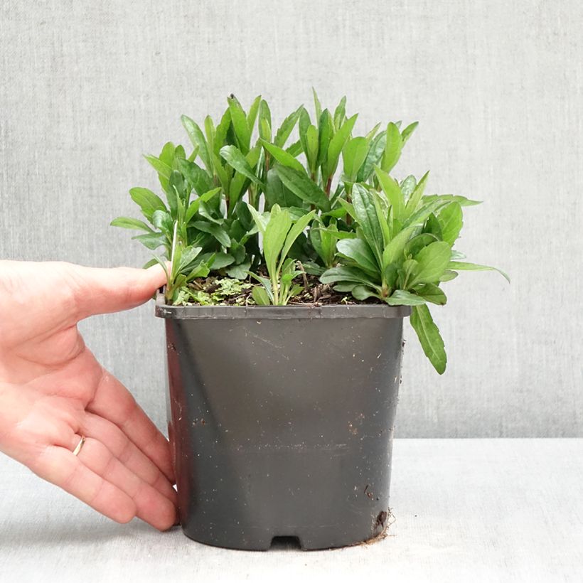 Kalimeris incisa Nana Blue - Aster giapponese Vaso da 2L/3L esemplare consegnato in primavera