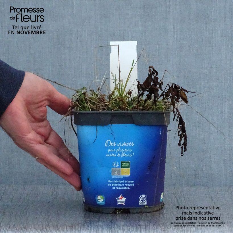 Esemplare di Kalimeris incisa - Aster giapponese Vaso da 2L/3L come consegnato in autunno