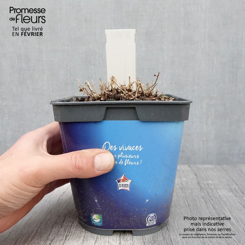 Kalimeris incisa - Aster giapponese Vaso da 2L/3L esemplare consegnato in inverno