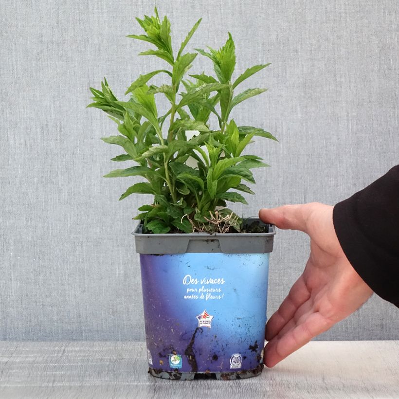 Kalimeris incisa - Aster giapponese Vaso da 2L/3L esemplare consegnato in primavera