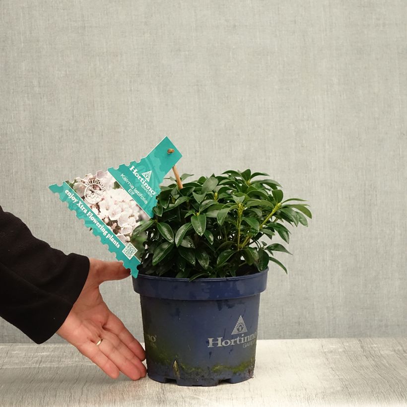 Esemplare di Kalmia latifolia Elf - Alloro di montagna Vaso da 3L/4L come consegnato in autunno