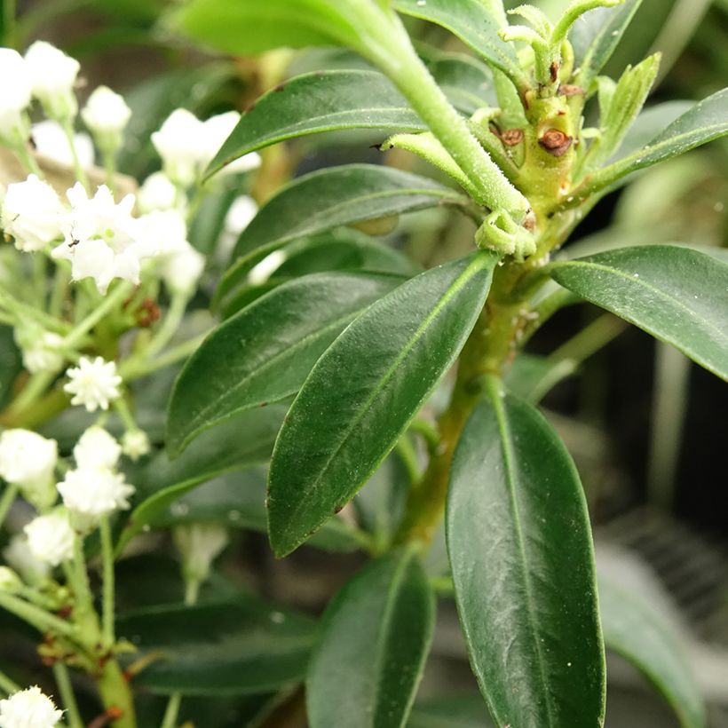 Kalmia latifolia Elf - Alloro di montagna (Fogliame)