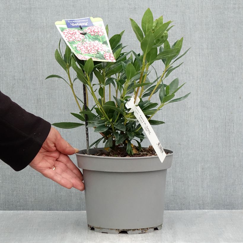 Esemplare di Kalmia latifolia Galaxy - Alloro di montagna Vaso da 4L/5L come consegnato in autunno