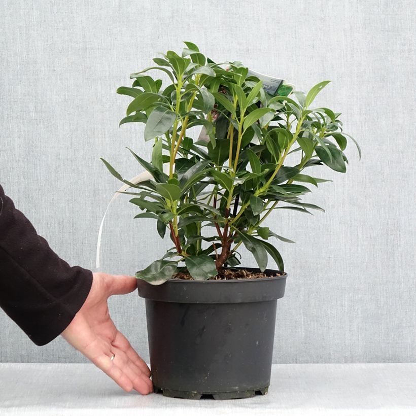 Kalmia latifolia Galaxy - Alloro di montagna Vaso da 4L/5L esemplare consegnato in primavera