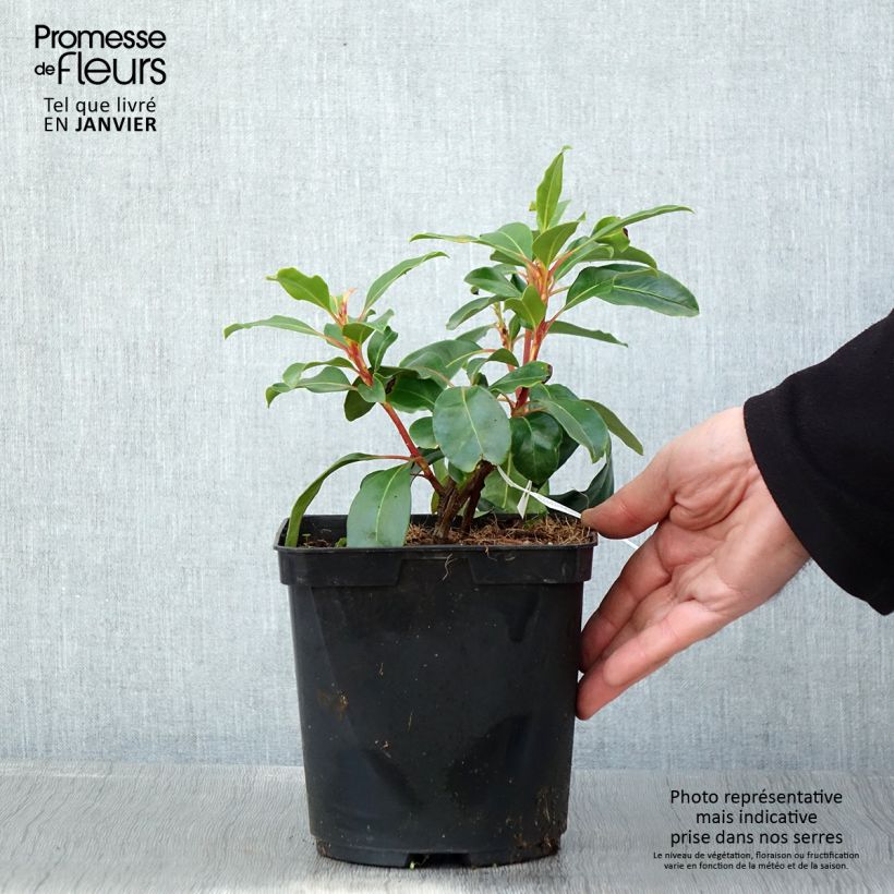 Kalmia latifolia Keepsake - Alloro di montagna Vaso da 2L/3L esemplare consegnato in inverno