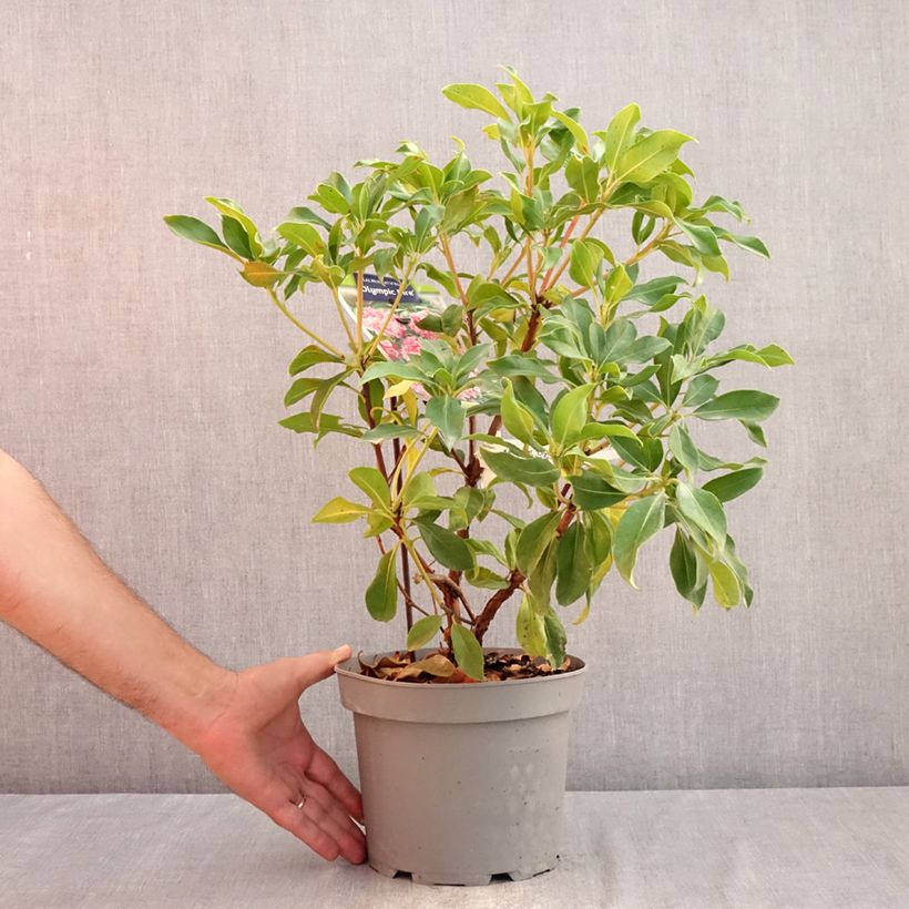 Esemplare di Kalmia latifolia Olympic Fire - Alloro di montagna Vaso da 3L/4L consegnato in estate
