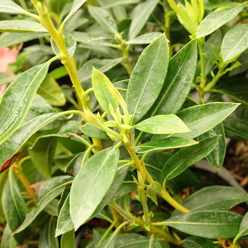 Kalmia latifolia Pinwheel - Alloro di montagna (Fogliame)