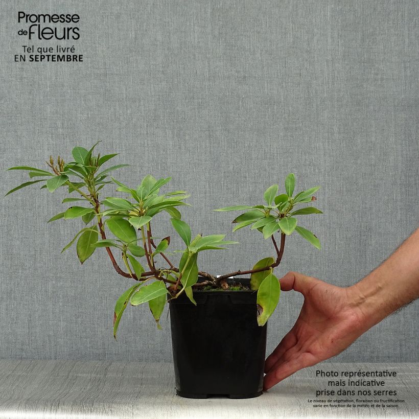 Esemplare di Kalmia latifolia Tad - Alloro di montagna Vaso da 3L/4L come consegnato in autunno
