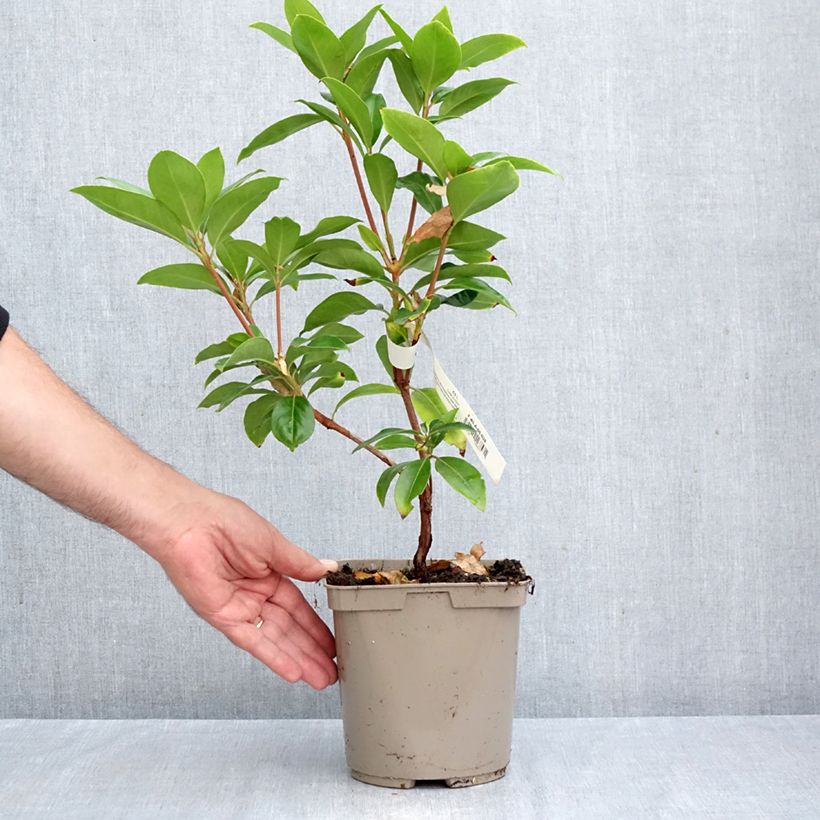 Esemplare di Kalmia latifolia Windmill - Alloro di montagna Vaso da 3L/4L come consegnato in autunno