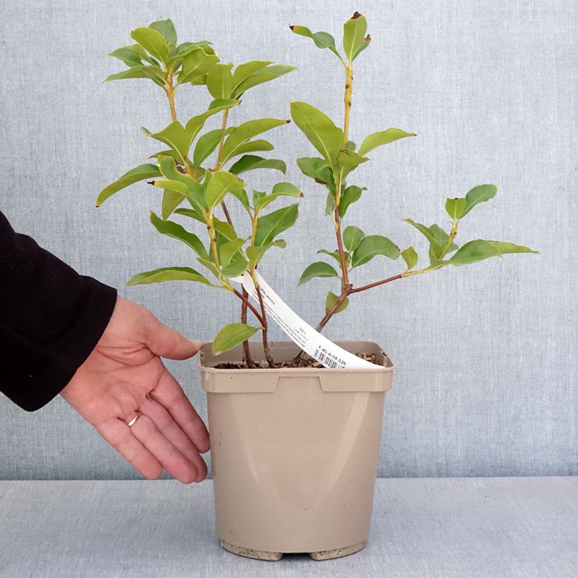 Kalmia latifolia Windmill - Alloro di montagna Vaso da 3L/4L esemplare consegnato in primavera