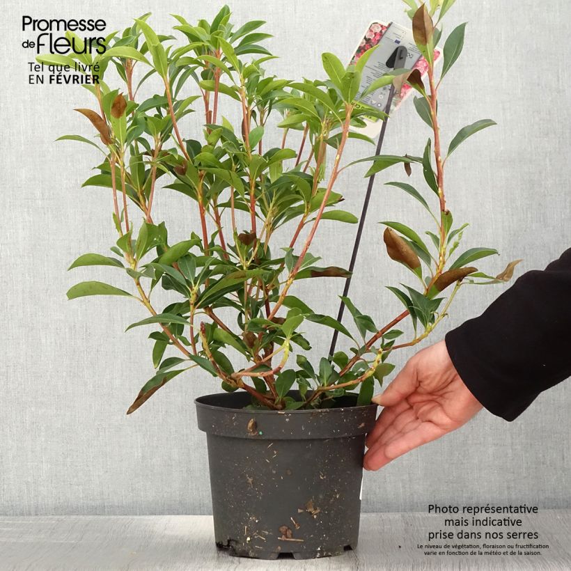 Kalmia latifolia You Can - Alloro di montagna Vaso da 2L/3L esemplare consegnato in inverno