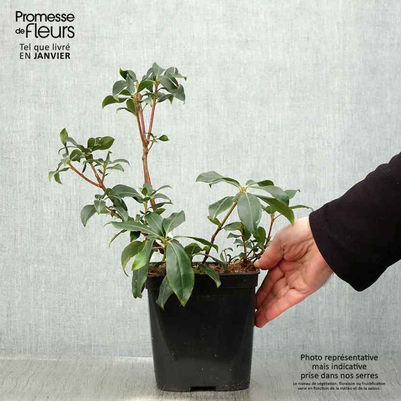 Kalmia latifolia Zebulon - Alloro di montagna Vaso da 3L/4L esemplare consegnato in inverno