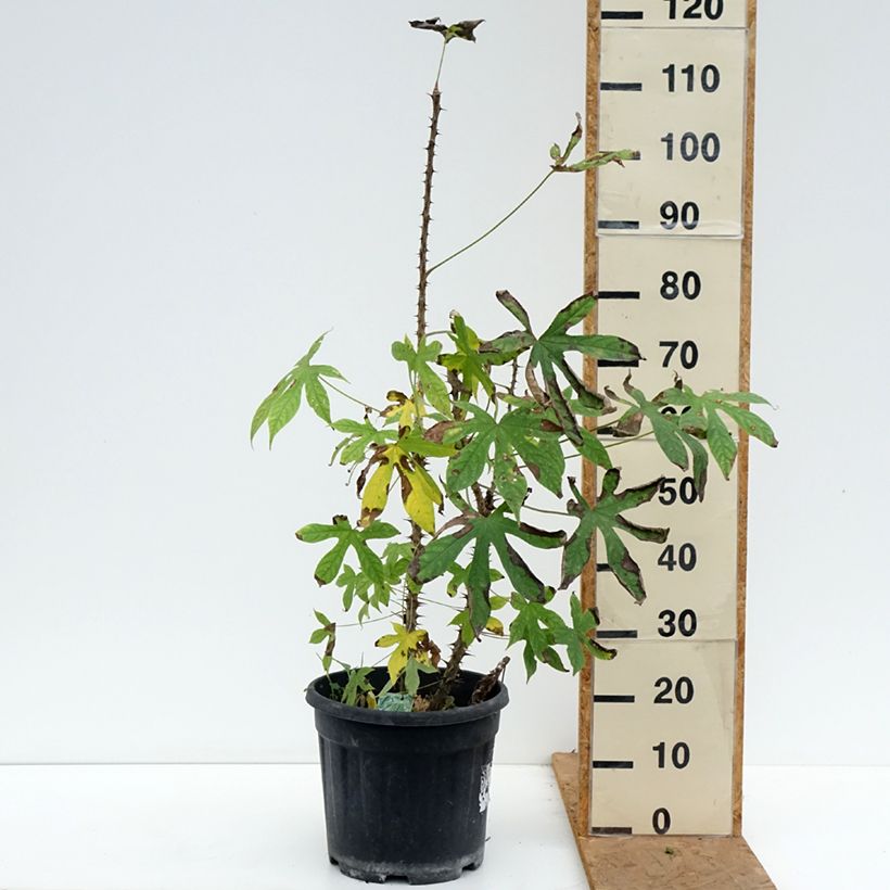 Esemplare di Kalopanax septemlobus maximowiczii Vaso da 12L/15L come consegnato in autunno