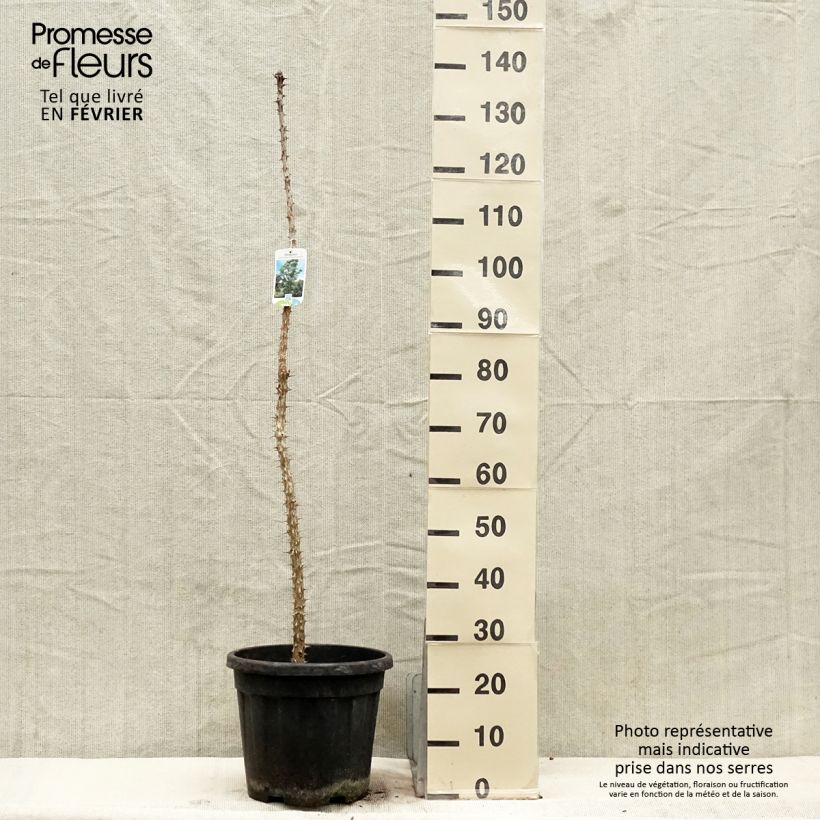 Kalopanax septemlobus maximowiczii Vaso da 12L/15L esemplare consegnato in inverno