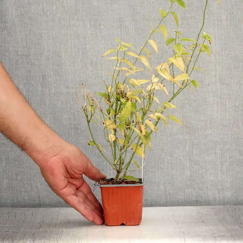 Esemplare di Kerria japonica Vasetto da 8/9 cm consegnato in estate