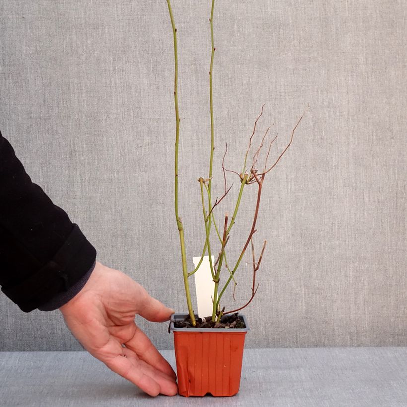 Kerria japonica Vasetto da 8/9 cm esemplare consegnato in inverno