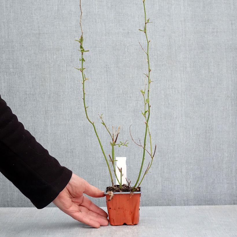 Kerria japonica Vasetto da 8/9 cm esemplare consegnato in primavera