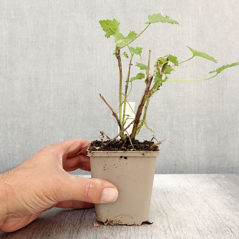 Esemplare di Kitaibelia vitifolia Vasetto da 8/9 cm come consegnato in autunno
