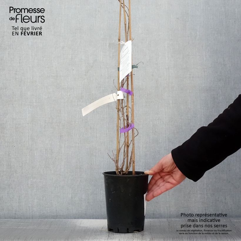 Mini kiwi Actinidia arguta Fresh Jumbo Vaso da 2L/3L esemplare consegnato in inverno