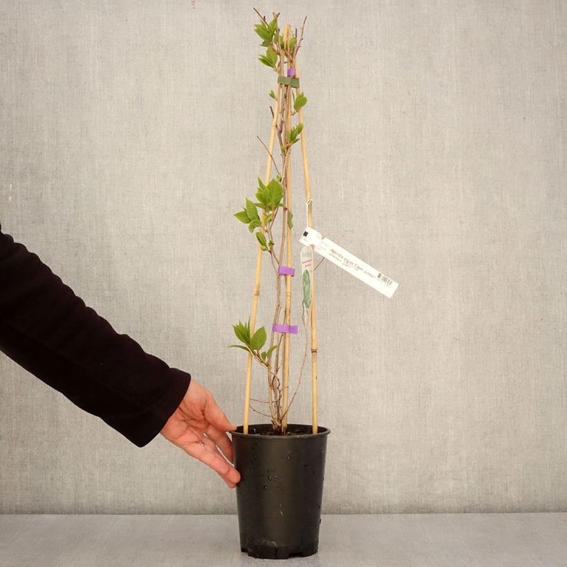 Mini kiwi Actinidia arguta Fresh Jumbo Vaso da 2L/3L esemplare consegnato in primavera