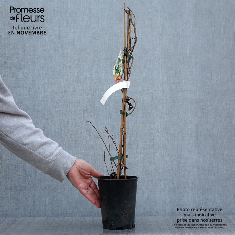 Esemplare di Mini kiwi Actinidia arguta Romeo Vaso da 2L/3L come consegnato in autunno