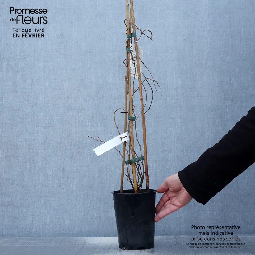 Mini kiwi Actinidia arguta Romeo Vaso da 2L/3L esemplare consegnato in inverno