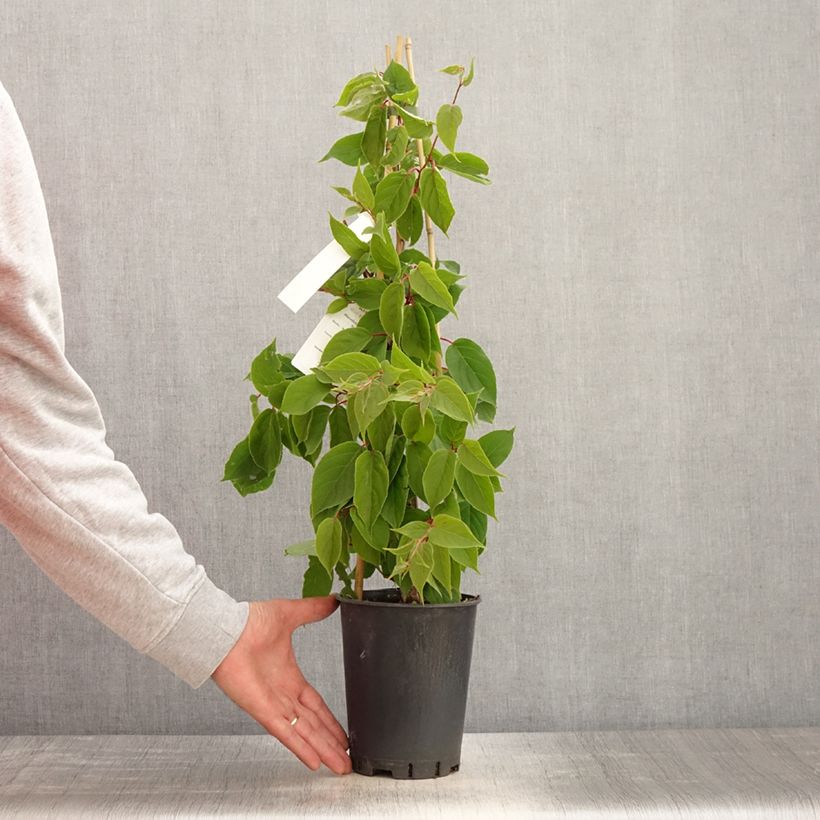 Mini kiwi Actinidia arguta Romeo Vaso da 2L/3L esemplare consegnato in primavera