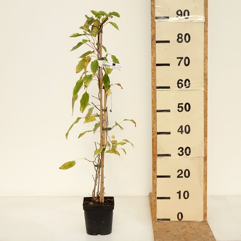 Esemplare di Mini kiwi Actinidia arguta Weima Vaso da 2L/3L come consegnato in autunno