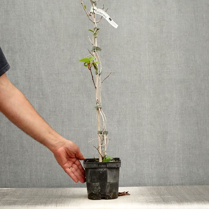 Esemplare di Mini kiwi Actinidia arguta Weima Vaso da 2L/3L consegnato in estate