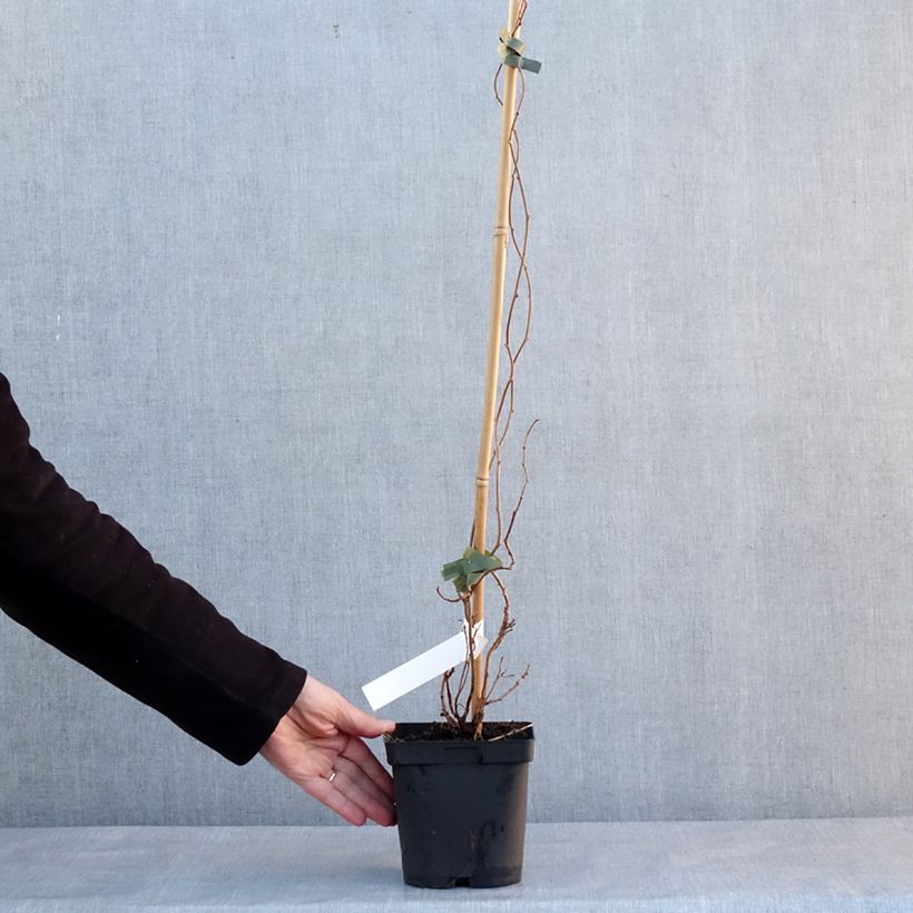 Mini kiwi Actinidia arguta Weima Vaso da 2L/3L esemplare consegnato in inverno