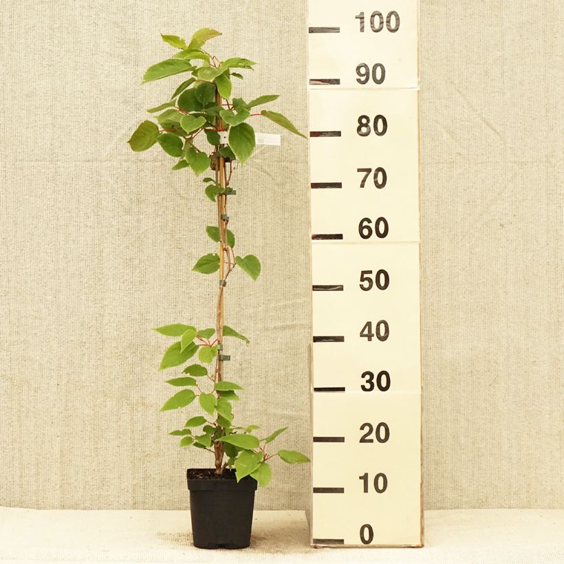 Mini kiwi Actinidia arguta Weima Vaso da 2L/3L esemplare consegnato in primavera