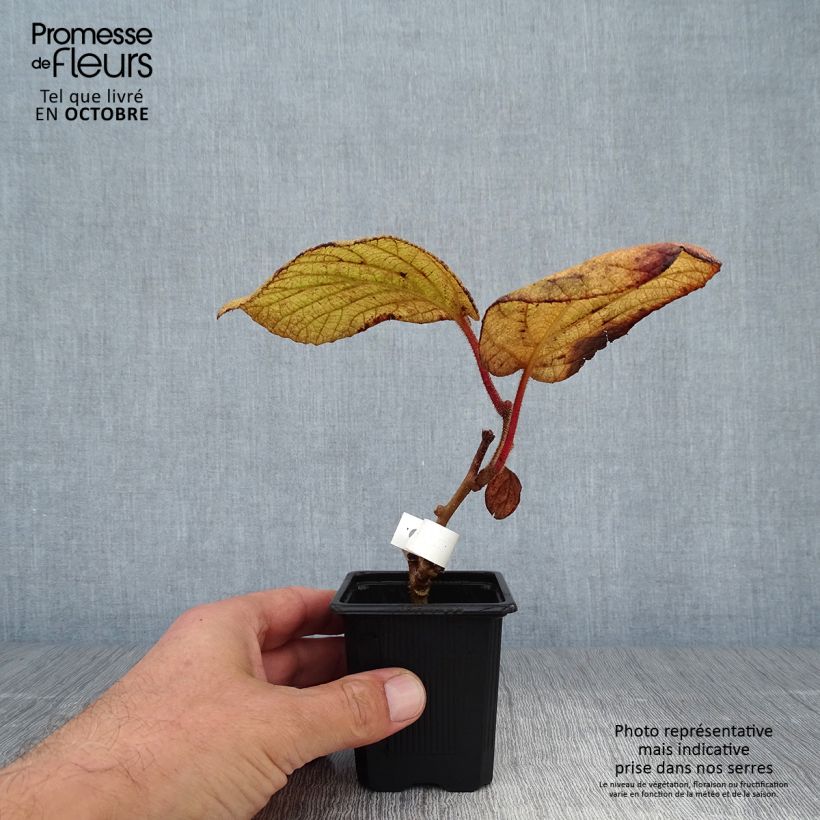 Esemplare di Kiwi Actinidia deliciosa Kiwidoo (feminna) Vasetto da 8/9 cm come consegnato in autunno