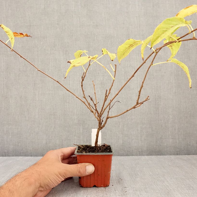 Esemplare di Mini kiwi Actinidia arguta Ananasnaya (Feminna) Vasetto da 8/9 cm consegnato in estate