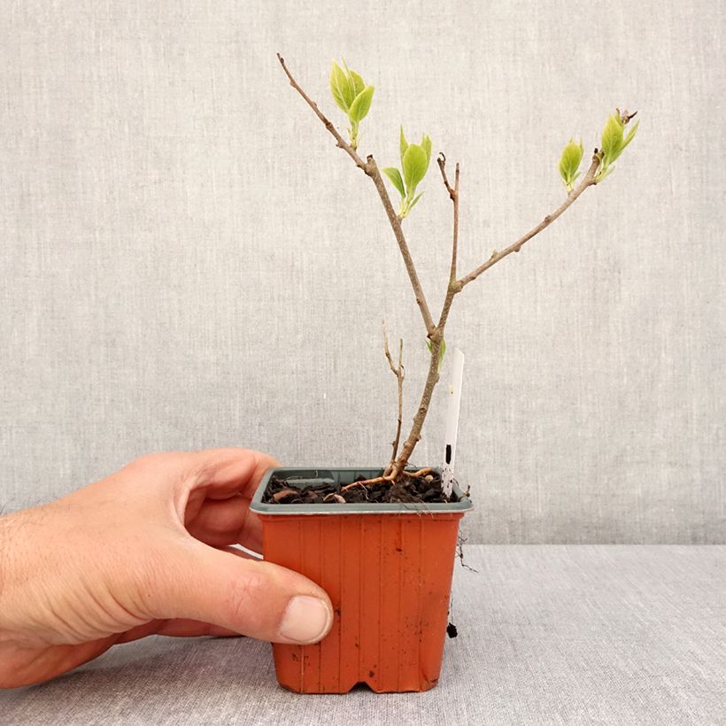 Mini kiwi Actinidia arguta Ananasnaya (Feminna) Vasetto da 8/9 cm esemplare consegnato in primavera