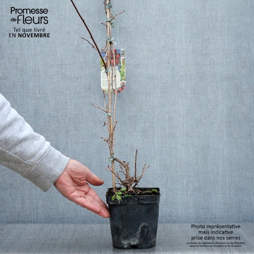 Esemplare di Mini kiwi Actinidia arguta Ananasnaya (Feminna) Vaso da 1,5L/2L come consegnato in autunno