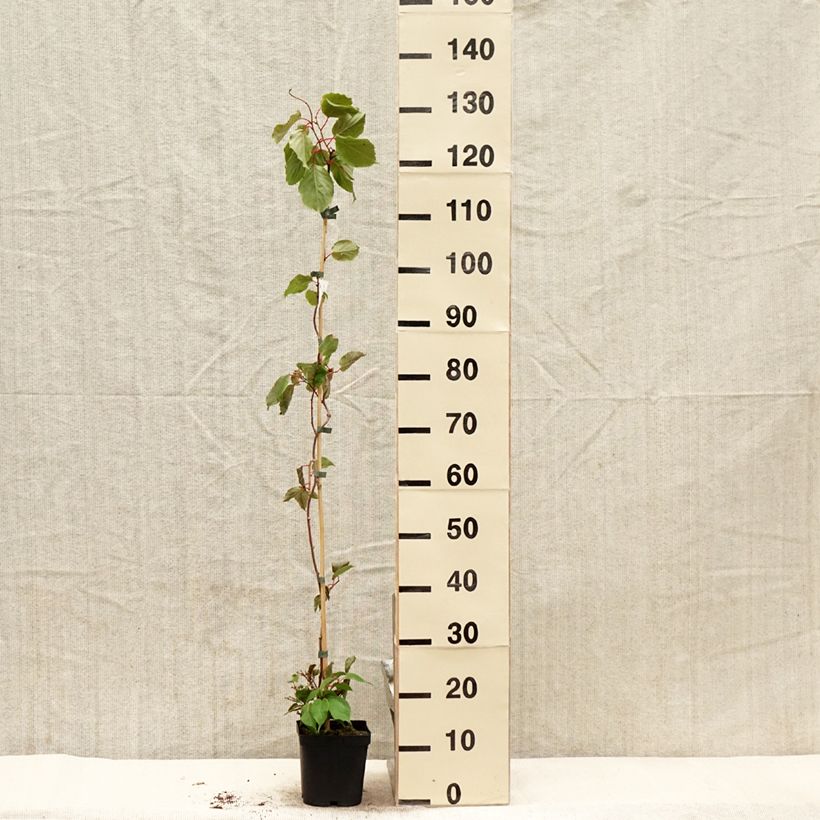 Mini kiwi Actinidia arguta Ananasnaya (Feminna) Vaso da 1,5L/2L esemplare consegnato in primavera