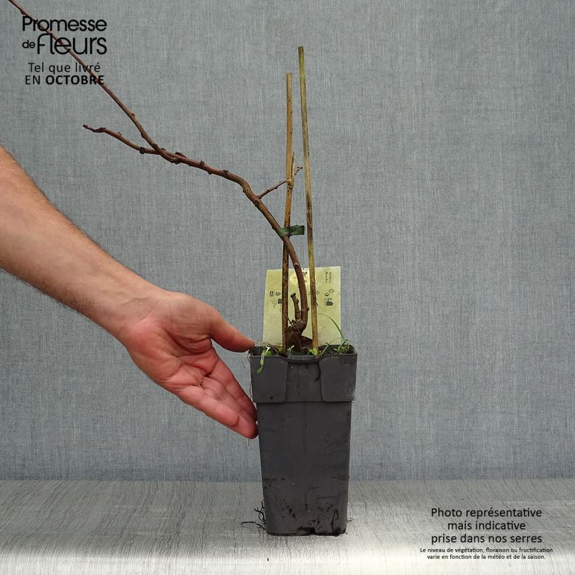 Esemplare di Mini kiwi Actinidia arguta Bayern (Feminna) Vaso da 2L/3L come consegnato in autunno