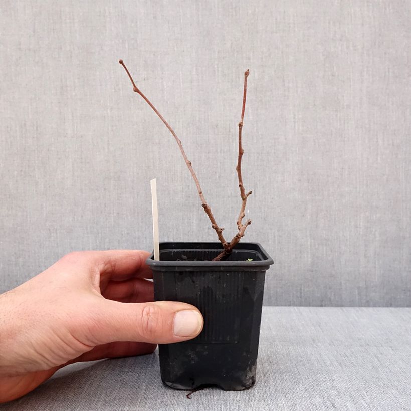 Mini kiwi actinidia arguta Domino (pianta femminile) Vaso da Ø 10 cm/11 cm esemplare consegnato in inverno