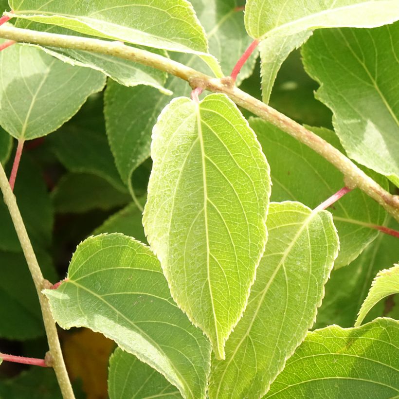 Mini kiwi Actinidia arguta Pink Jumbo (Fogliame)