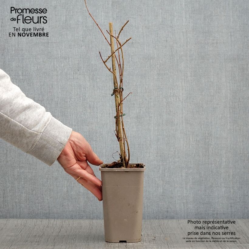 Esemplare di Mini kiwi Actinidia arguta Pink Jumbo Vaso da 1,5L/2L come consegnato in autunno