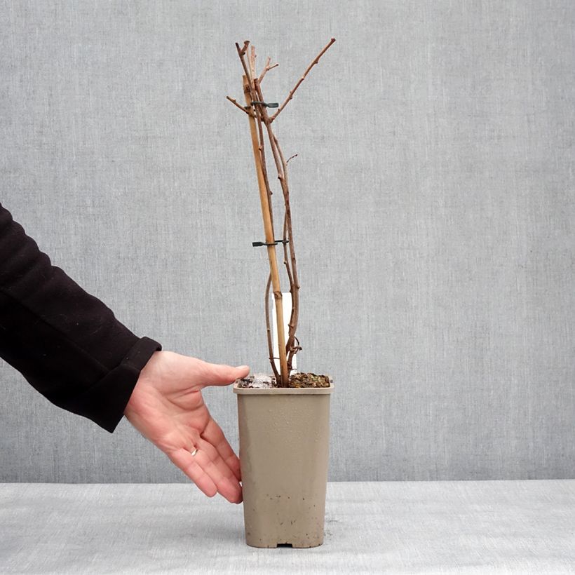 Mini kiwi Actinidia arguta Pink Jumbo Vaso da 1,5L/2L esemplare consegnato in inverno