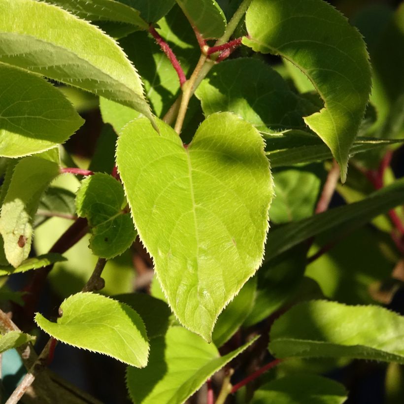 Mini kiwi Actinidia arguta Geneva (femmina) (Fogliame)