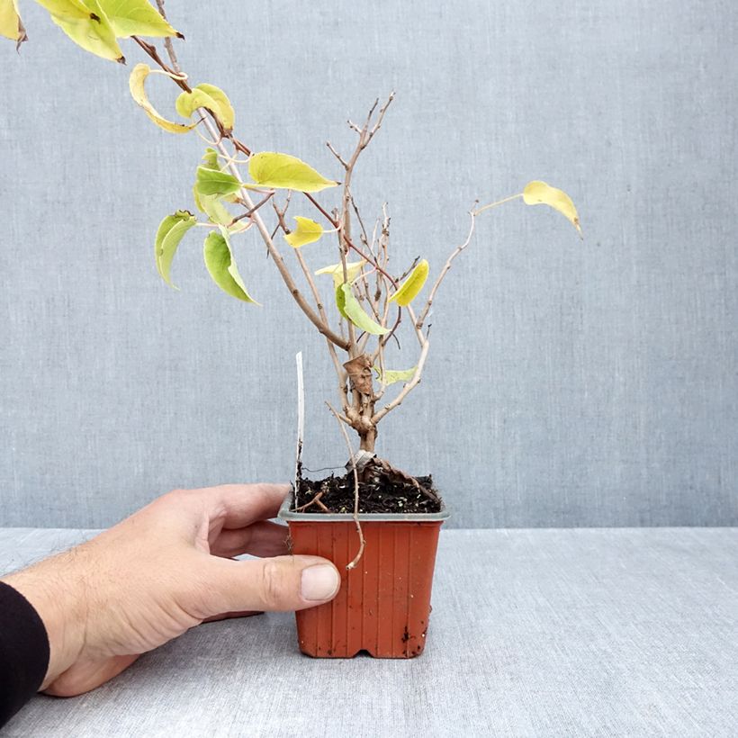 Esemplare di Mini kiwi Actinidia arguta Geneva (femmina) Vasetto da 8/9 cm come consegnato in autunno